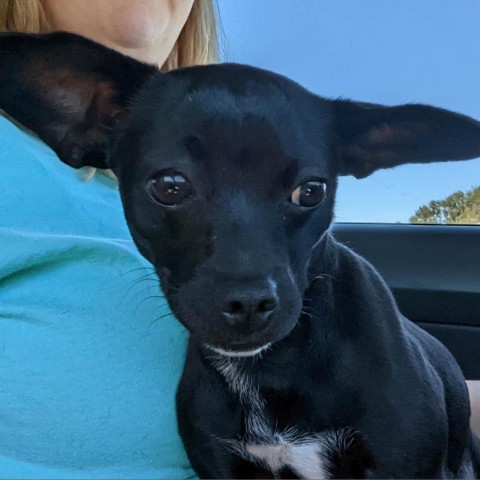 Stormi, an adoptable Chihuahua Mix in Escondido, CA_image-3
