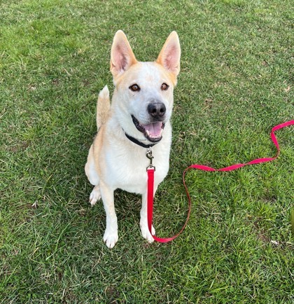 Bo, an adoptable German Shepherd Dog Mix in Madison, NJ_image-1