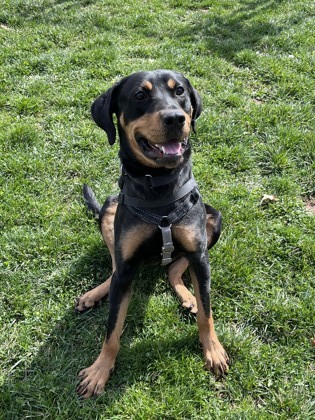 Mocha, an adoptable Rottweiler Mix in Madison, NJ_image-3