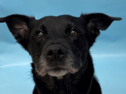 Brandi, an adoptable Labrador Retriever Mix in Woodbury, MN_image-1