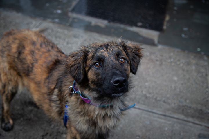 Canelo, an adoptable Dutch Shepherd & Collie Mix in New York, NY_image-1
