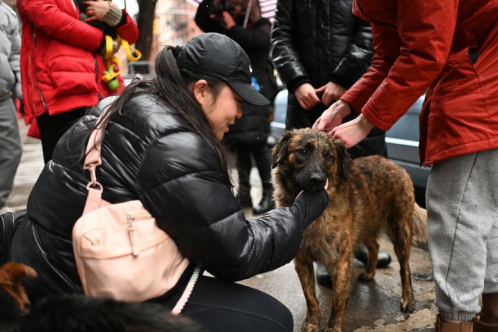 Canelo, an adoptable Dutch Shepherd & Collie Mix in New York, NY_image-4