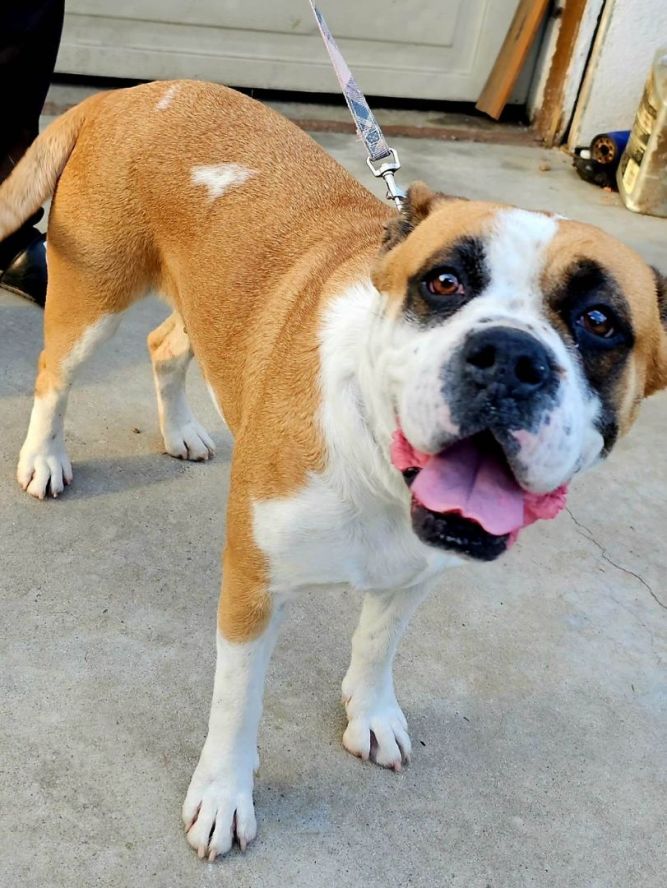 american bulldog cross boxer