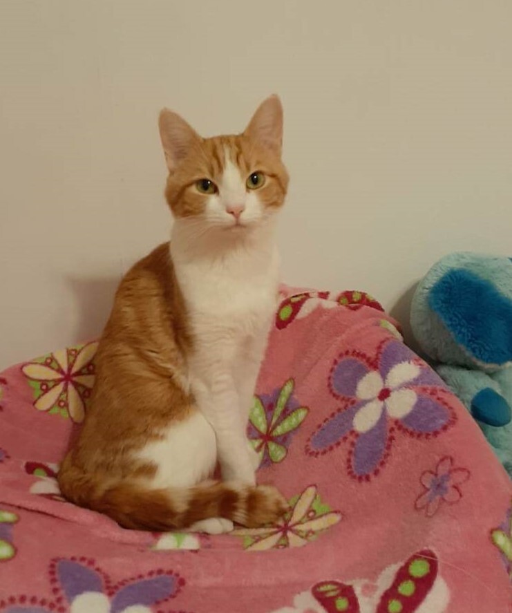 Cat for adoption Sherbert, a Domestic Short Hair in Vine Grove, KY