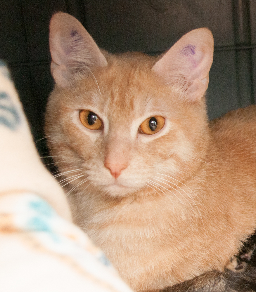 Commander (gets adopted with Sierra and Ozzie), an adoptable Tabby in Westminster, CO, 80031 | Photo Image 1