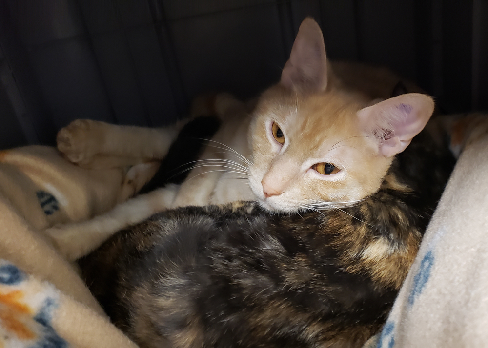 Commander (gets adopted with Sierra and Ozzie), an adoptable Tabby in Westminster, CO, 80031 | Photo Image 2