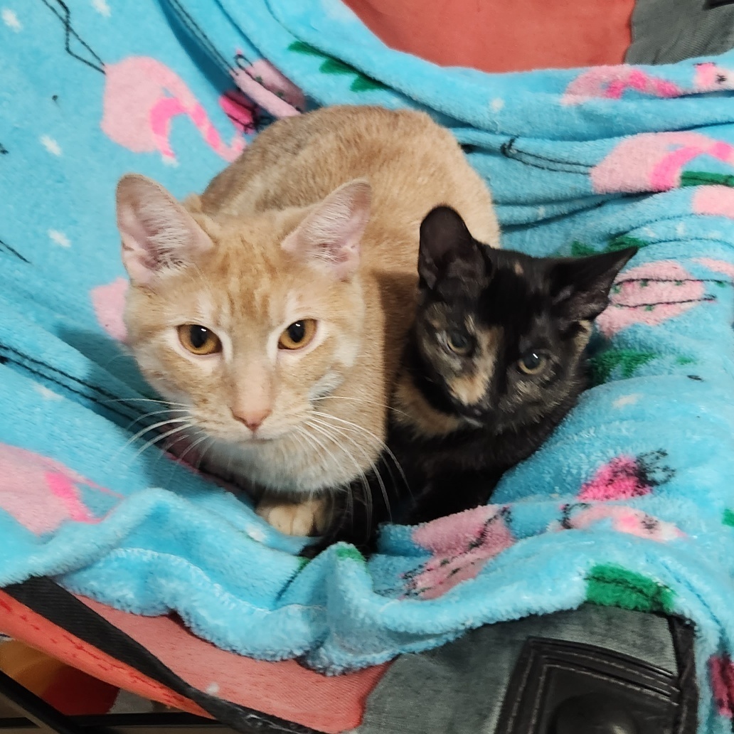 Commander (gets adopted with Sierra and Ozzie), an adoptable Tabby in Westminster, CO, 80031 | Photo Image 3