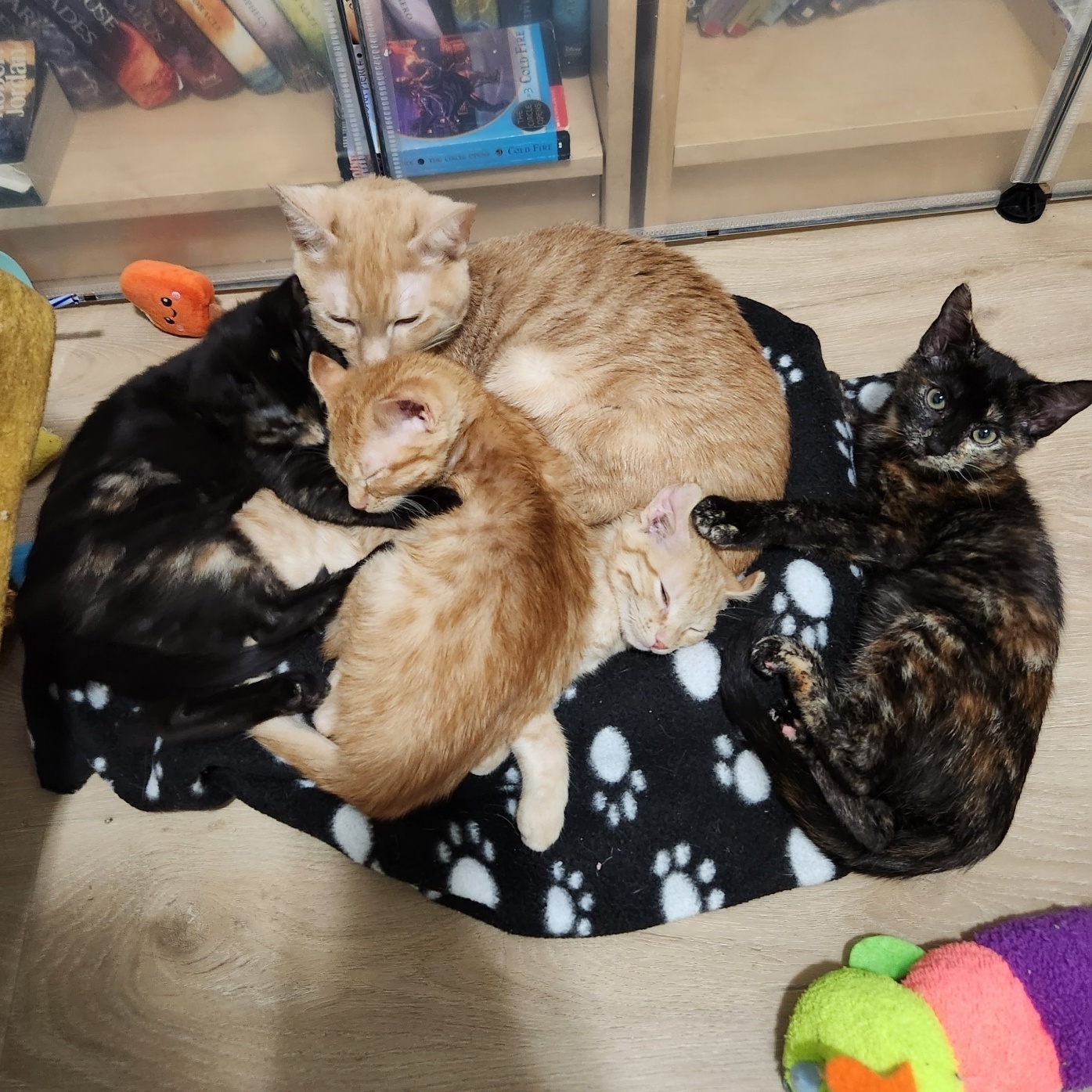 Commander (gets adopted with Sierra and Ozzie), an adoptable Tabby in Westminster, CO, 80031 | Photo Image 4