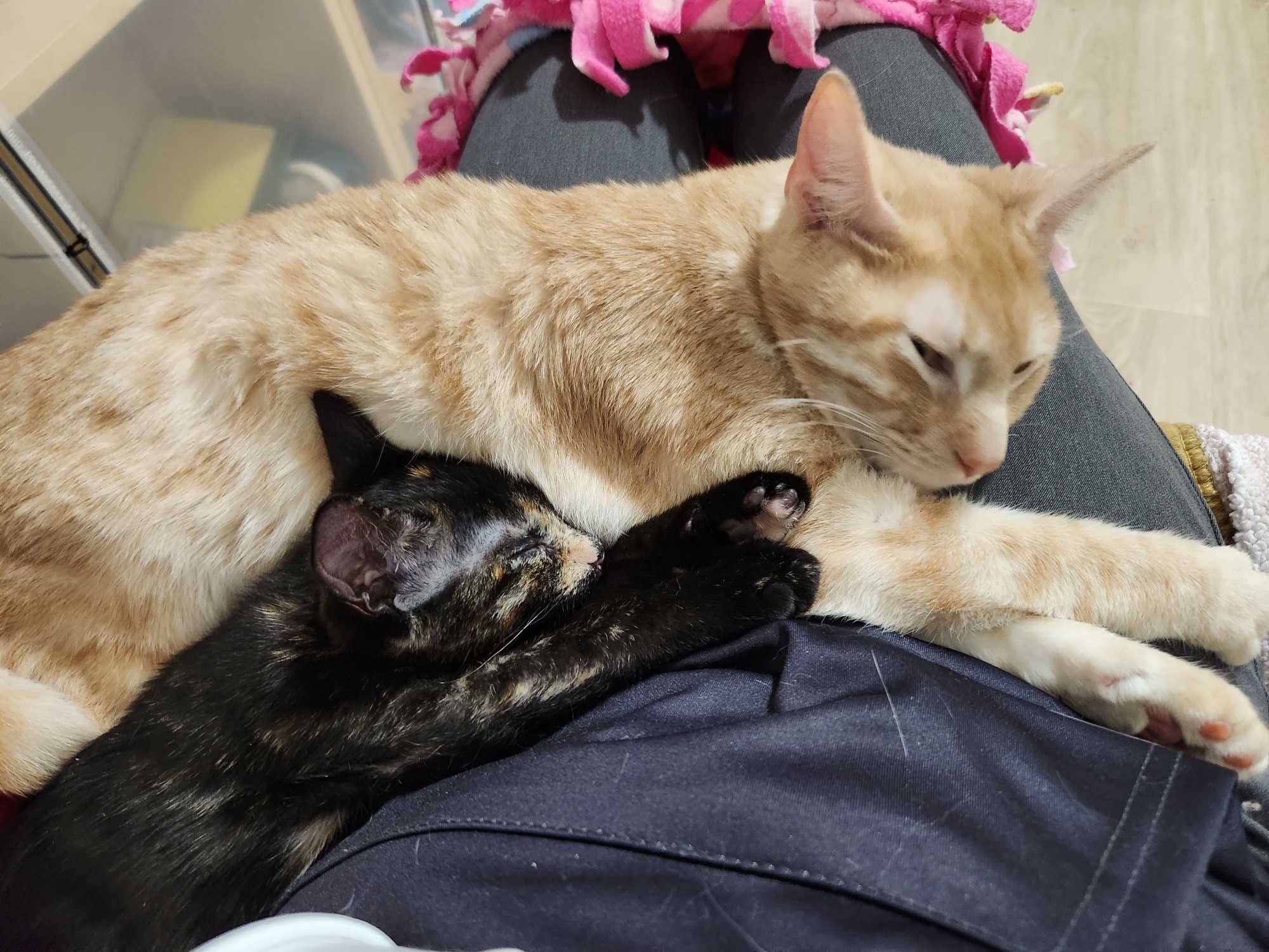 Commander (gets adopted with Sierra and Ozzie), an adoptable Tabby in Westminster, CO, 80031 | Photo Image 5