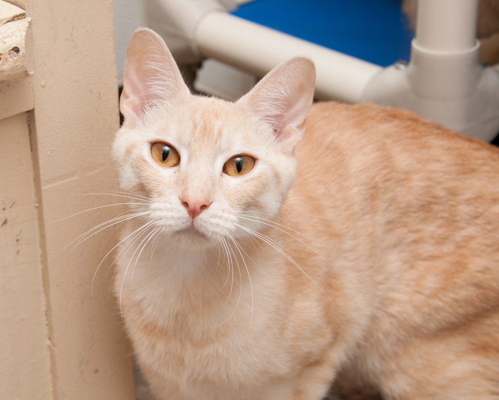 Commander (gets adopted with Sierra and Ozzie), an adoptable Tabby in Westminster, CO, 80031 | Photo Image 6