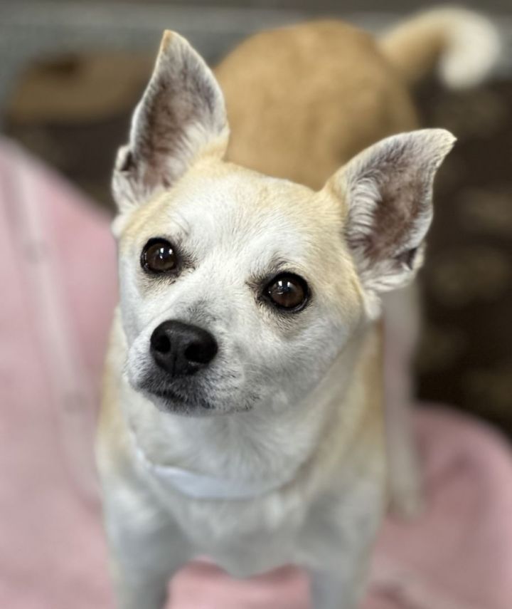 Bret, an adoptable Chihuahua & Shiba Inu Mix in Los Alamitos, CA_image-4