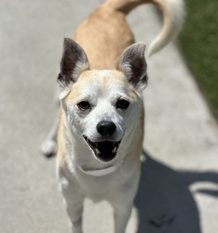 Bret, an adoptable Chihuahua & Shiba Inu Mix in Los Alamitos, CA_image-1