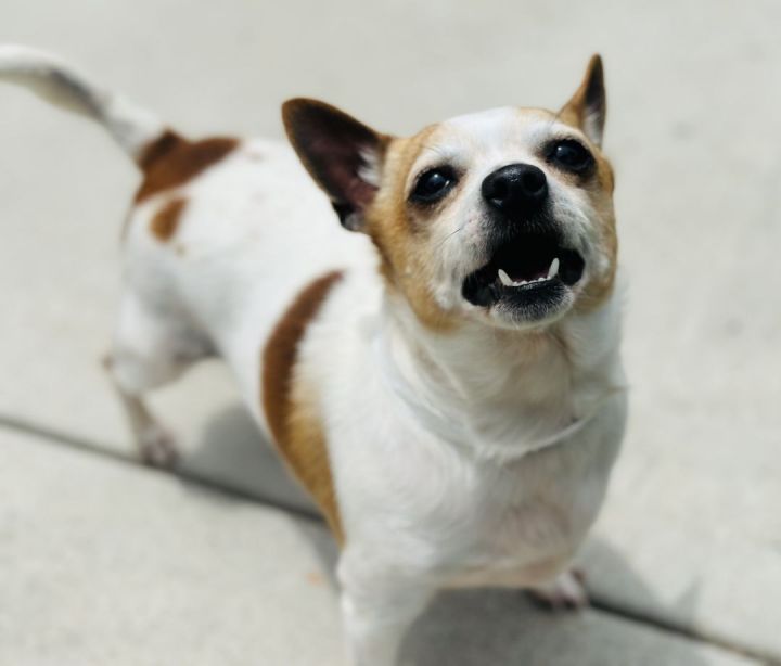 Lyndon, an adopted Chihuahua Mix in Los Alamitos, CA_image-4
