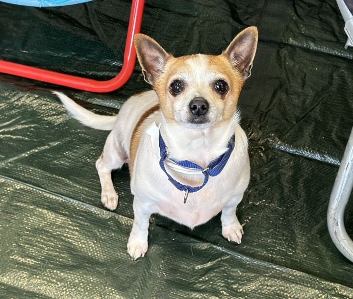 Lyndon, an adopted Chihuahua Mix in Los Alamitos, CA_image-5
