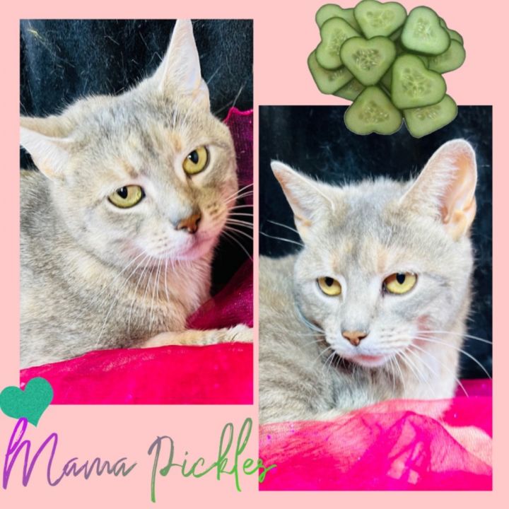 MAMA PICKLES 4
