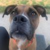 Cypress - Available Mar. 26th if a foster is found