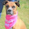 Cypress - Available Mar. 26th if a foster is found