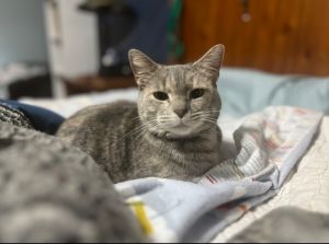 Mama American Shorthair Cat