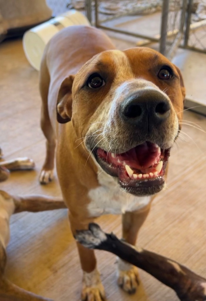 Brook, an adoptable American Bulldog in Waynesville, GA, 31566 | Photo Image 1