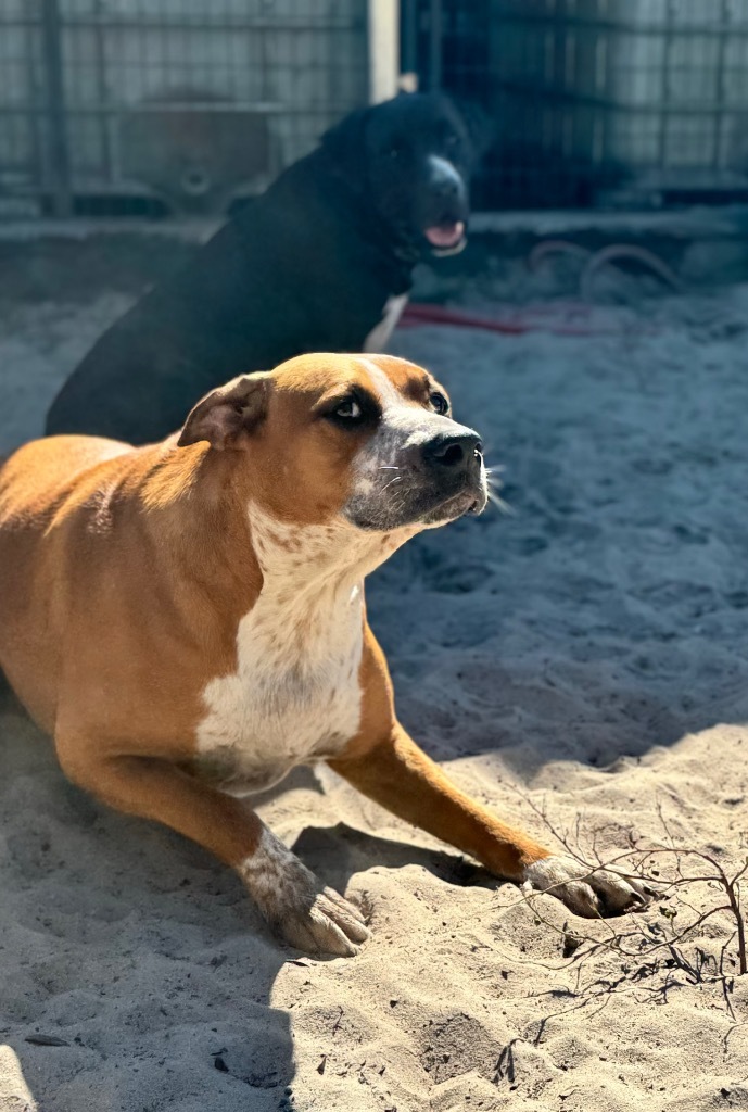 Brook, an adoptable American Bulldog in Waynesville, GA, 31566 | Photo Image 1