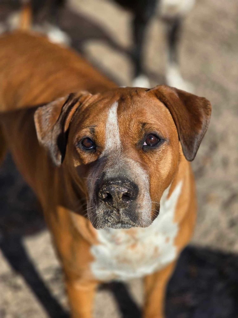 Brook, an adoptable American Bulldog in Waynesville, GA, 31566 | Photo Image 1
