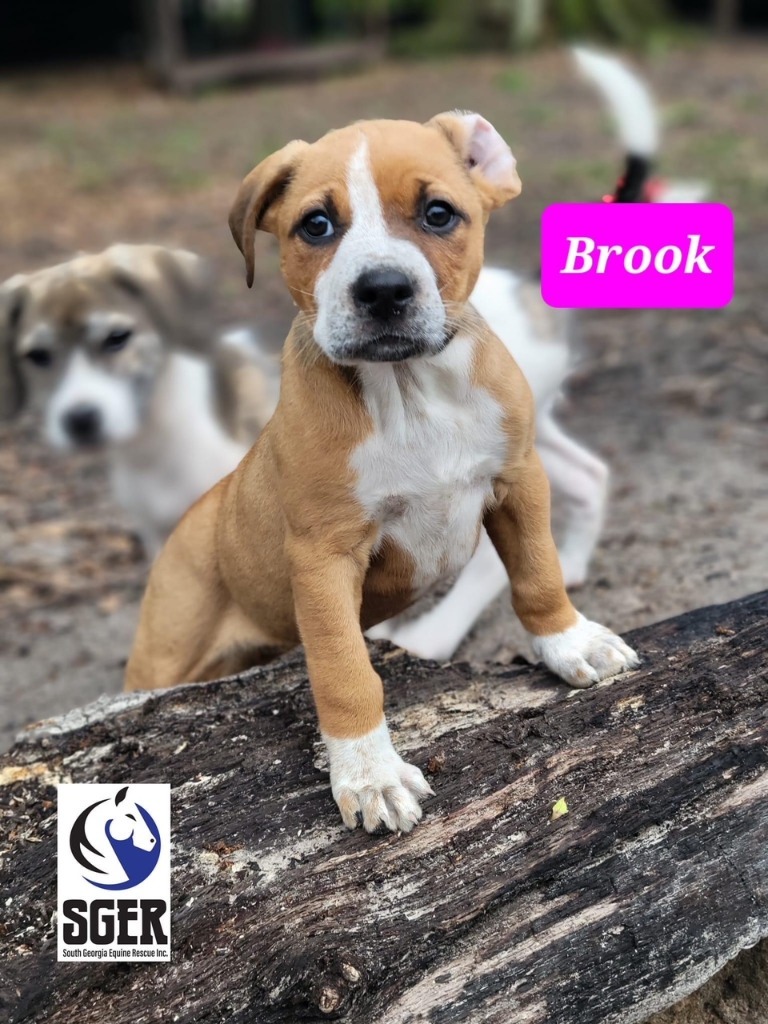 Brook, an adoptable American Bulldog in Waynesville, GA, 31566 | Photo Image 2