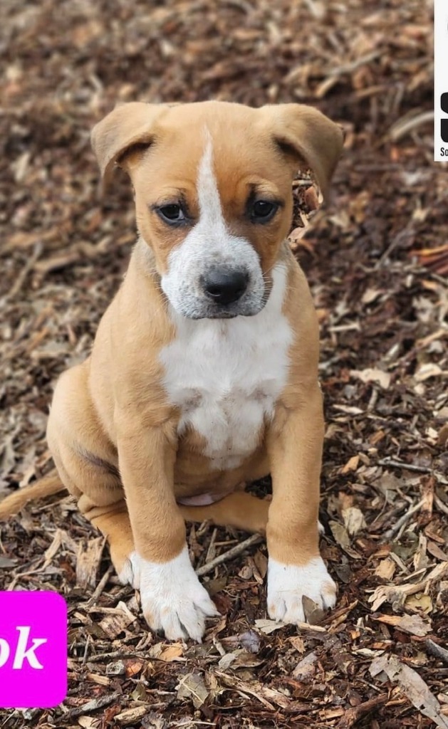 Brook, an adoptable American Bulldog in Waynesville, GA, 31566 | Photo Image 3