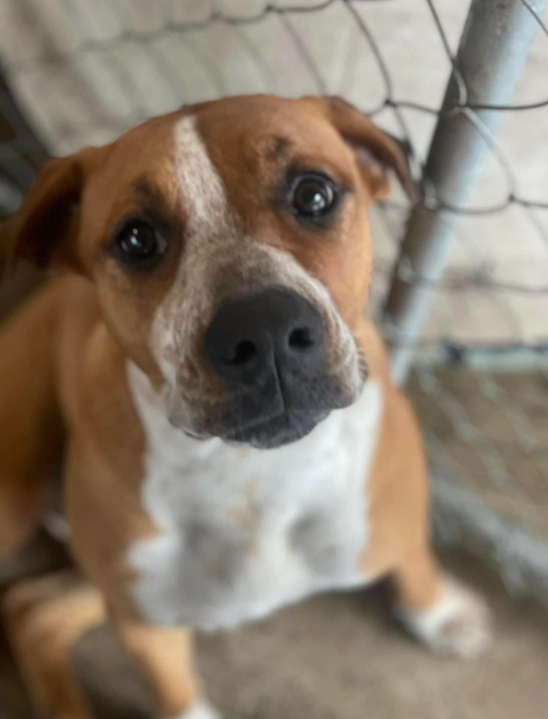 Brook, an adoptable American Bulldog in Waynesville, GA, 31566 | Photo Image 4