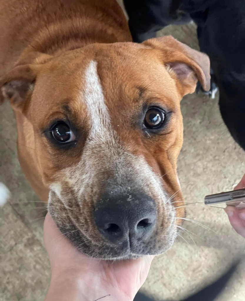 Brook, an adoptable American Bulldog in Waynesville, GA, 31566 | Photo Image 5