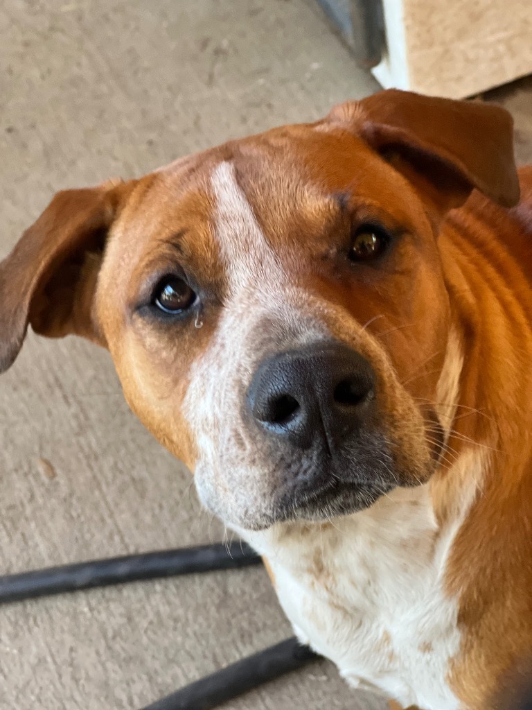 Brook, an adoptable American Bulldog in Waynesville, GA, 31566 | Photo Image 6