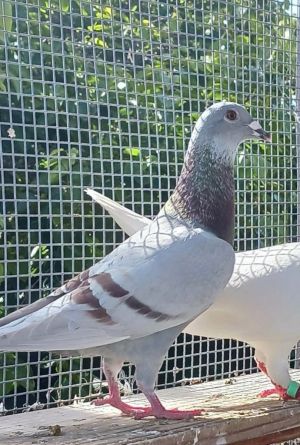 Update 6123 Tramonto has grown into a strikingly colored lilac with brown pigeon very sleek  ch