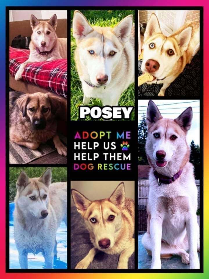 Posey, an adoptable Siberian Husky, Husky in Ferndale, MI, 48220 | Photo Image 2