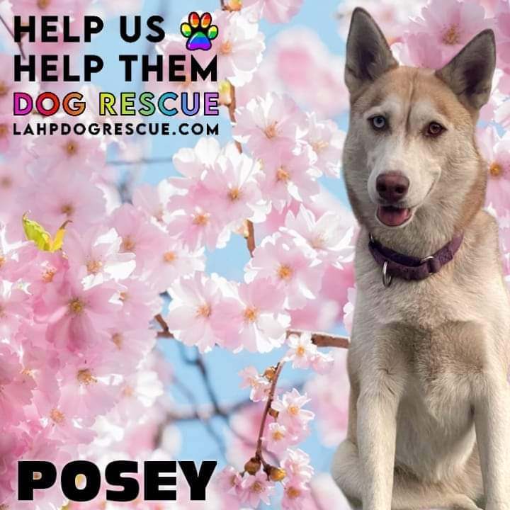 Posey, an adoptable Siberian Husky, Husky in Ferndale, MI, 48220 | Photo Image 1