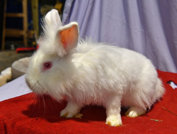Toot!, an adoptable Bunny Rabbit in East Syracuse, NY_image-3