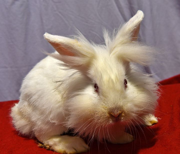 Toot!, an adoptable Bunny Rabbit in East Syracuse, NY_image-5
