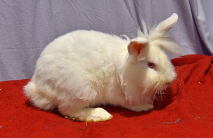 Toot!, an adoptable Bunny Rabbit in East Syracuse, NY_image-6
