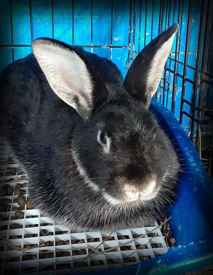 Honest, an adoptable Bunny Rabbit in East Syracuse, NY_image-1