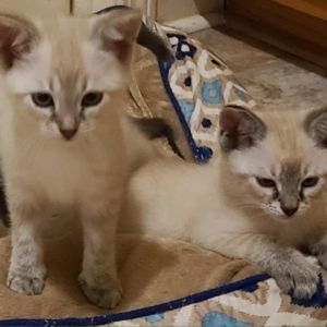 Siamese For Sale | Pets | Tallahassee | recycler.com