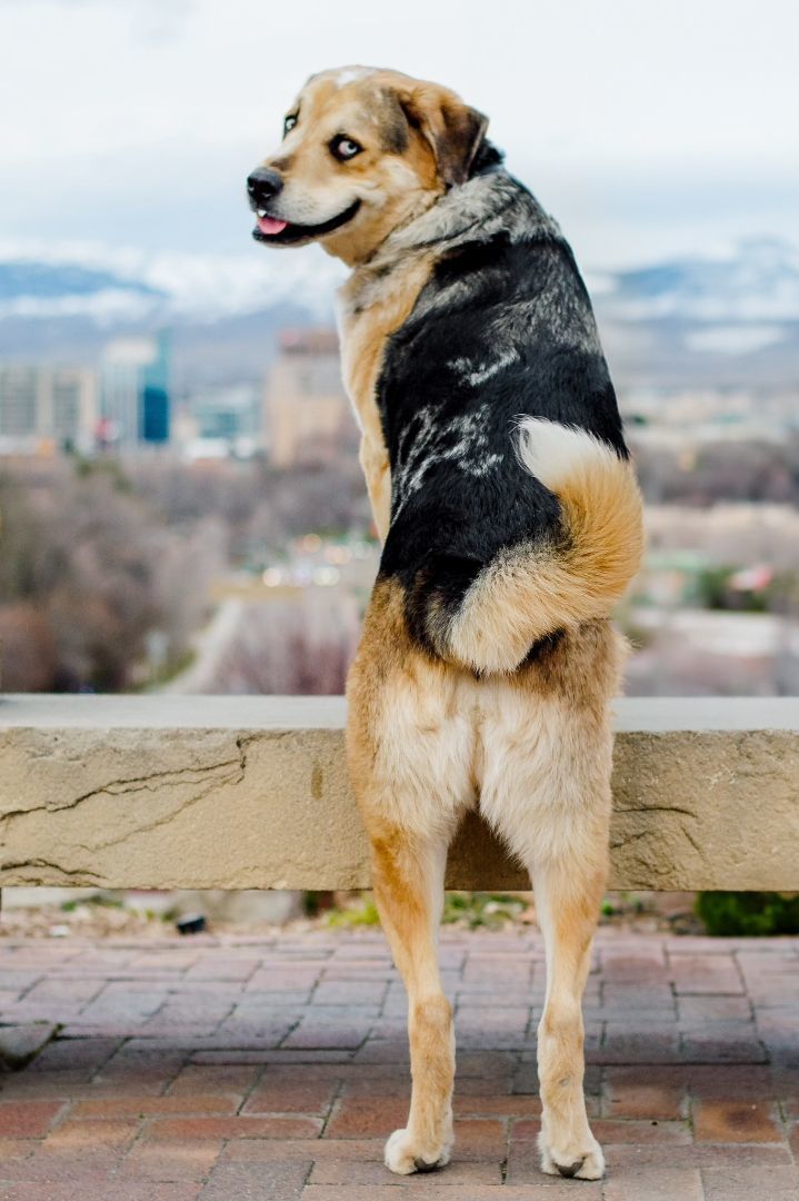 Koda, an adoptable Labrador Retriever, Siberian Husky in Boise, ID, 83706 | Photo Image 3
