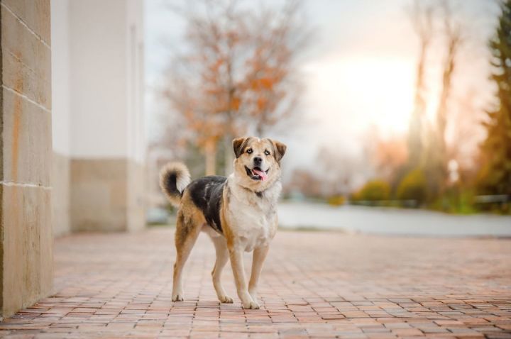 Koda, an adoptable Labrador Retriever & Siberian Husky Mix in Boise, ID_image-4