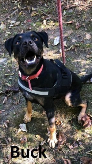 Mountain cur sale rottweiler mix