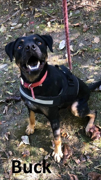 Buck, an adoptable Rottweiler, Black Mouth Cur in Mountain View, AR, 72560 | Photo Image 1