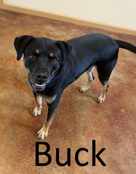 Buck, an adoptable Black Mouth Cur, Rottweiler in Mountain View, AR, 72560 | Photo Image 1