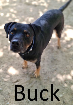 Buck, an adoptable Rottweiler, Black Mouth Cur in Mountain View, AR, 72560 | Photo Image 1