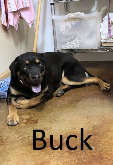 Buck, an adoptable Rottweiler, Black Mouth Cur in Mountain View, AR, 72560 | Photo Image 2