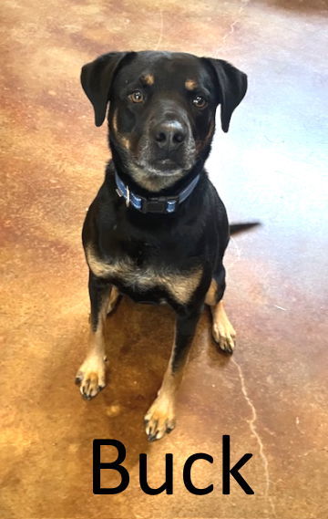 Buck, an adoptable Black Mouth Cur, Rottweiler in Mountain View, AR, 72560 | Photo Image 2