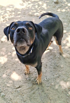 Buck, an adoptable Rottweiler, Black Mouth Cur in Mountain View, AR, 72560 | Photo Image 2