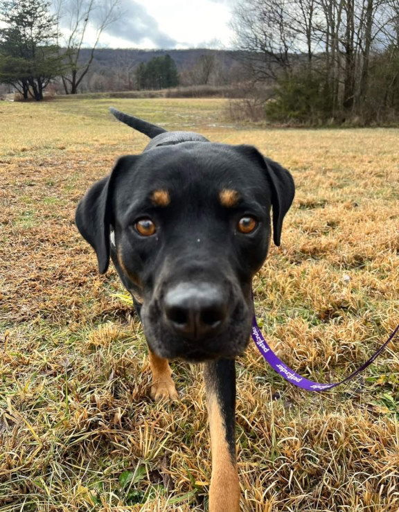 Mountain cur rottweiler store mix