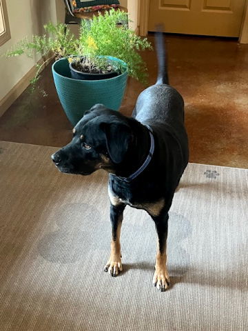 Buck, an adoptable Rottweiler, Black Mouth Cur in Mountain View, AR, 72560 | Photo Image 3
