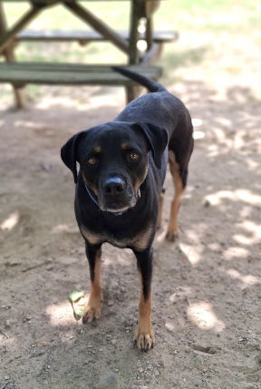 Buck, an adoptable Rottweiler, Black Mouth Cur in Mountain View, AR, 72560 | Photo Image 3